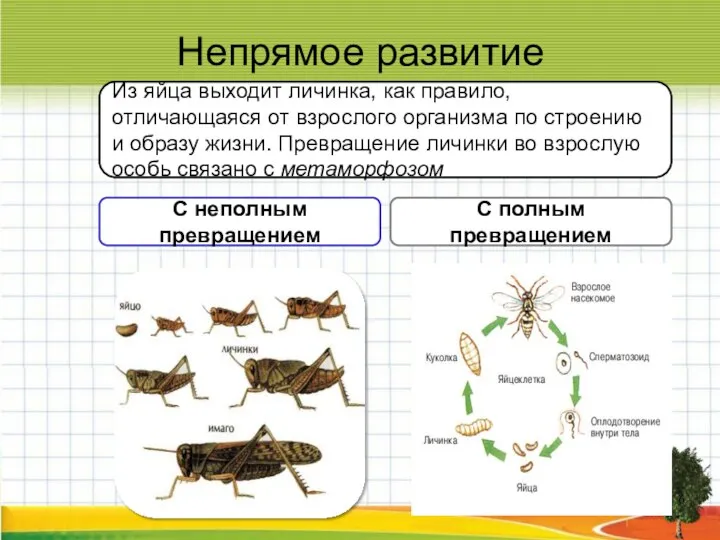 Непрямое развитие Из яйца выходит личинка, как правило, отличающаяся от взрослого организма