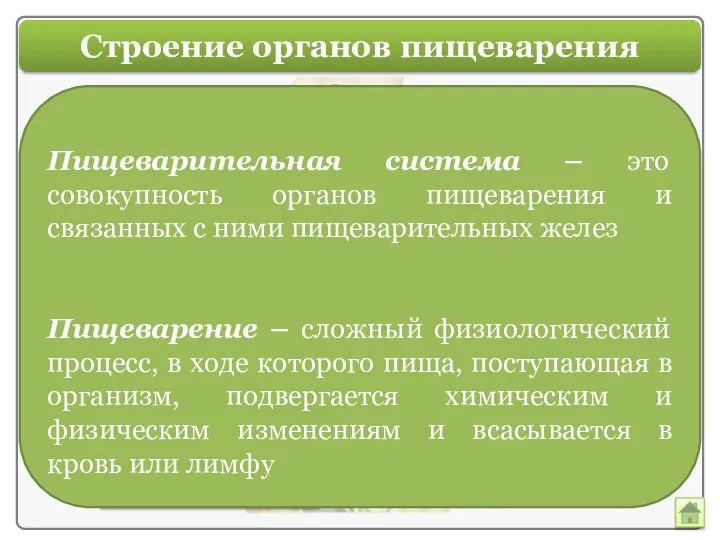 Строение органов пищеварения Пищеварительная система – это совокупность органов пищеварения и связанных