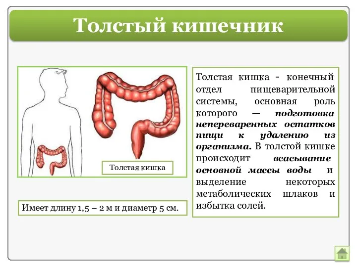 Толстый кишечник Толстая кишка - конечный отдел пищеварительной системы, основная роль которого