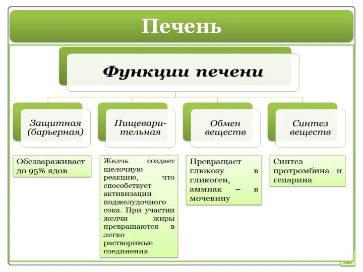 Печень Самая крупная пищеварительная железа массой до 1,5 кг. Состоит из железистых