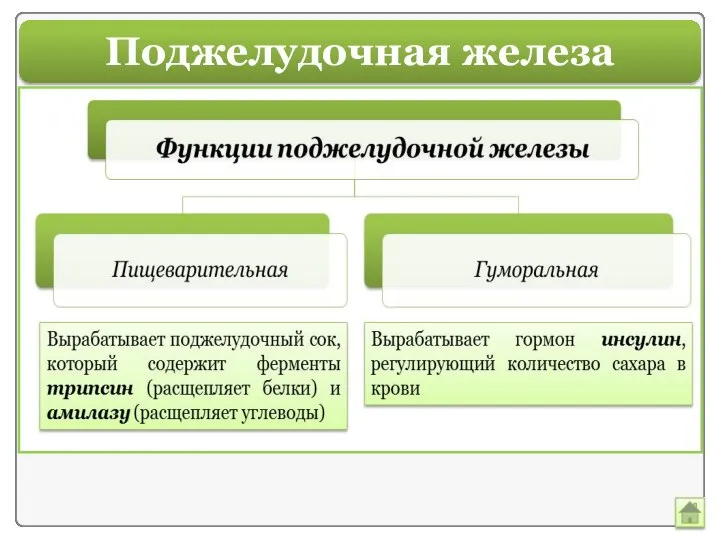 Поджелудочная железа Железа гроздевидной формы 10 – 12 см в длину. Выделяют