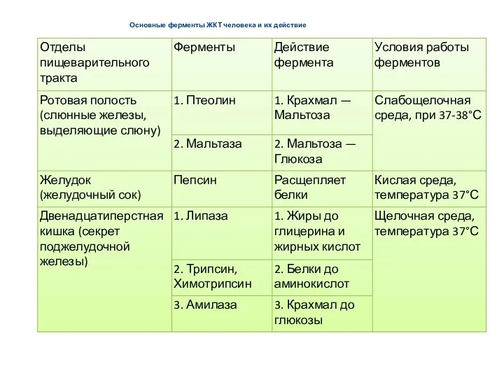 Основные ферменты ЖКТ человека и их действие