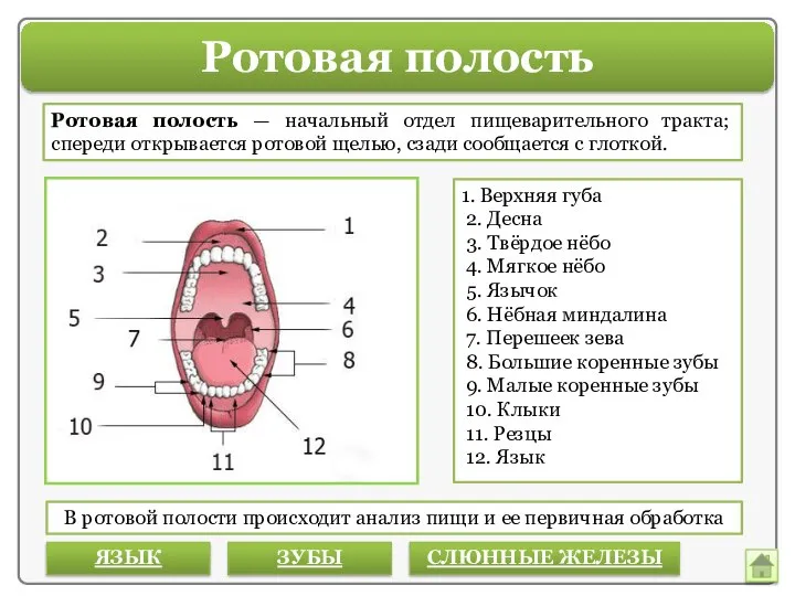 Ротовая полость 1. Верхняя губа 2. Десна 3. Твёрдое нёбо 4. Мягкое