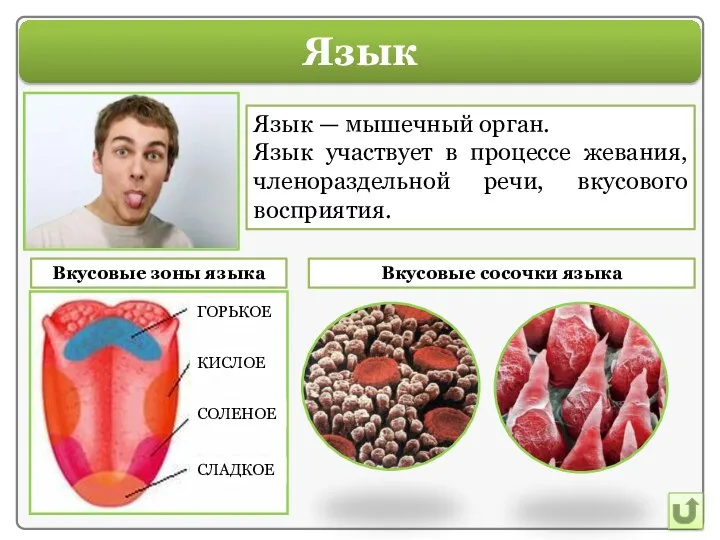 Язык Язык — мышечный орган. Язык участвует в процессе жевания, членораздельной речи,