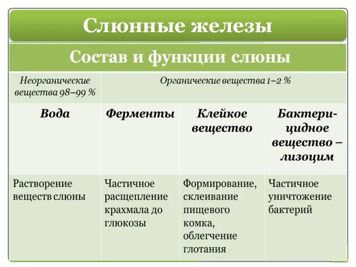 Слюнные железы выделяют слюну. У человека, кроме многочисленных мелких слюнных желез в