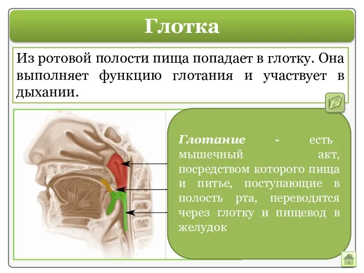 Глотка Из ротовой полости пища попадает в глотку. Она выполняет функцию глотания