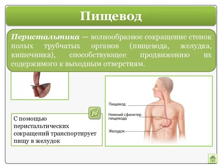 Пищевод С помощью перистальтических сокращений транспортирует пищу в желудок Пищевод — часть