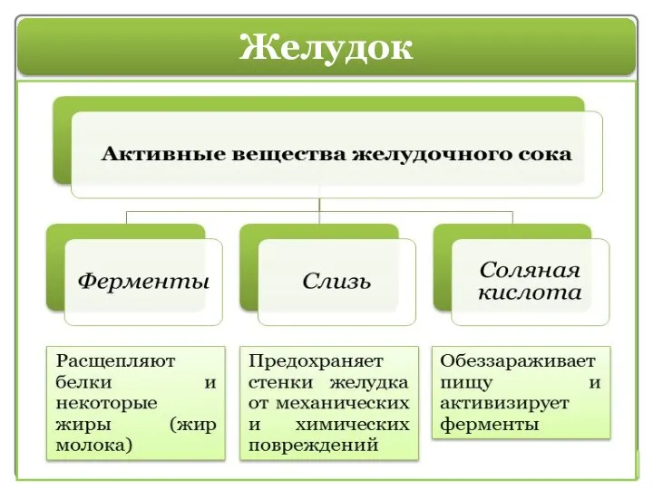 Желудок В верхней левой части брюшины располагается желудок — орган, перерабатывающий пищу