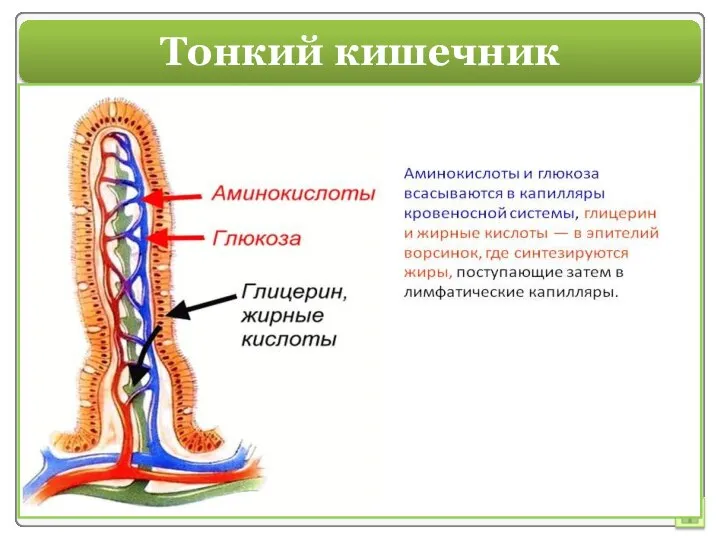 Тонкий кишечник Здесь происходит окончательное переваривание пищи и всасывание питательных веществ в