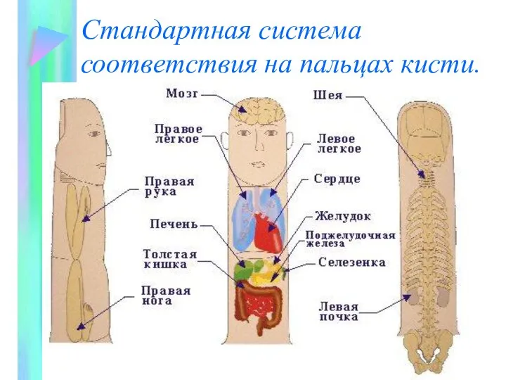 Стандартная система соответствия на пальцах кисти.