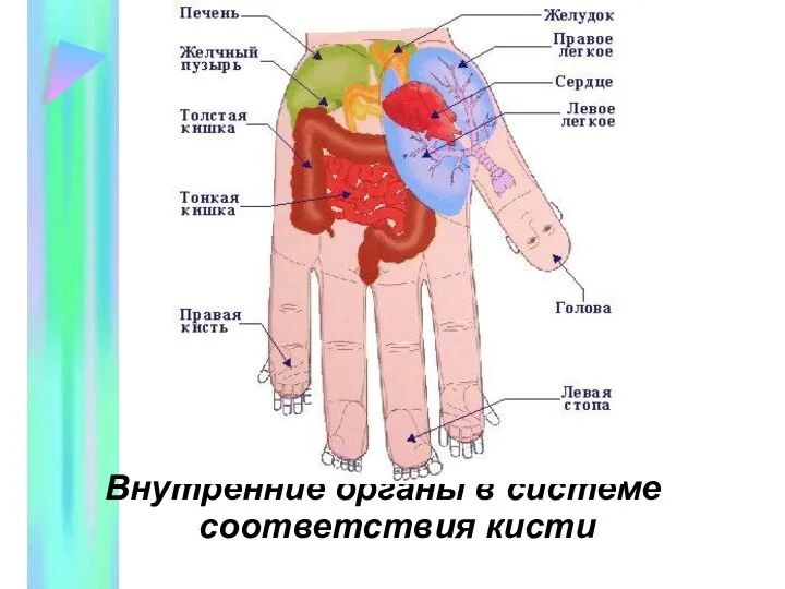 Внутренние органы в системе соответствия кисти