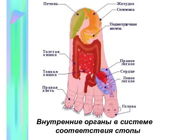 Внутренние органы в системе соответствия стопы