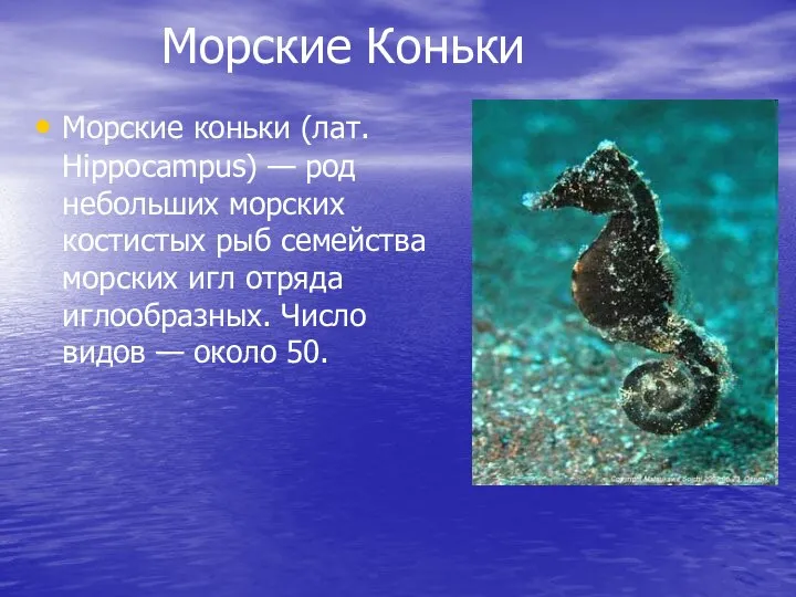 Морские Коньки Морские коньки (лат. Hippocampus) — род небольших морских костистых рыб
