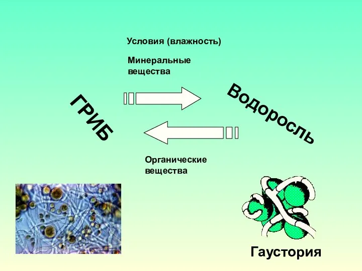 ГРИБ Водоросль Органические вещества Минеральные вещества Условия (влажность) Гаустория