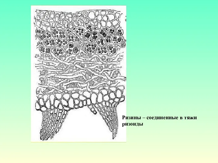 Ризины – соединенные в тяжи ризоиды