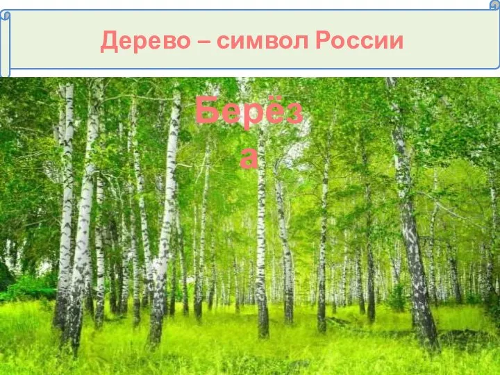 Дерево – символ России Дуб Сосна Берёза Берёза