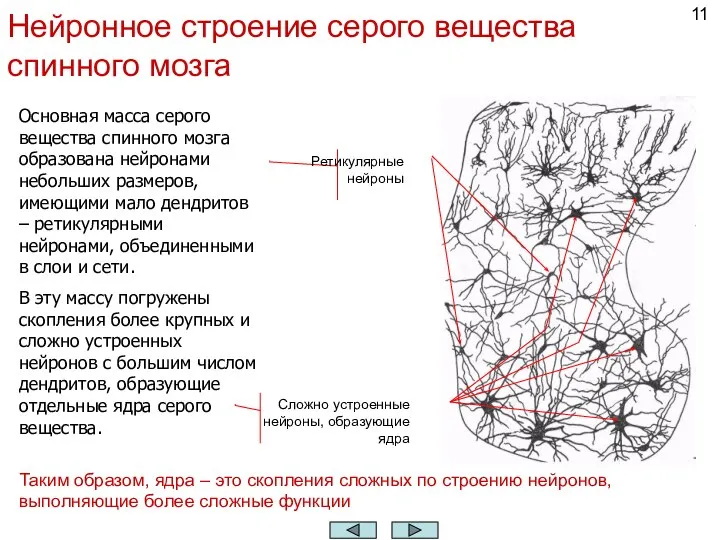 Нейронное строение серого вещества спинного мозга Основная масса серого вещества спинного мозга