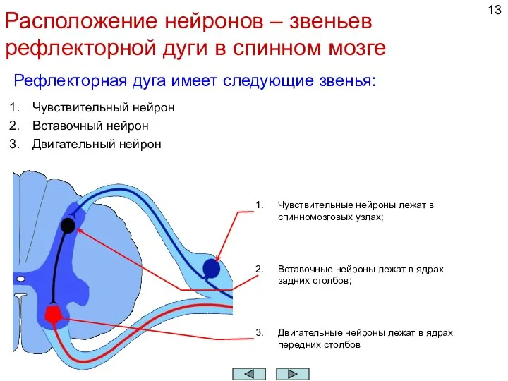 Расположение нейронов – звеньев рефлекторной дуги в спинном мозге Рефлекторная дуга имеет