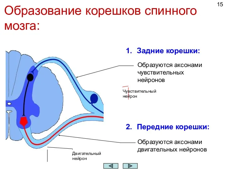 Образование корешков спинного мозга: Задние корешки: Образуются аксонами чувствительных нейронов Передние корешки: