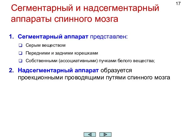 Сегментарный и надсегментарный аппараты спинного мозга Сегментарный аппарат представлен: Серым веществом Передними