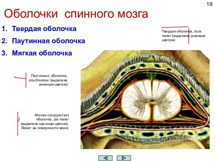 Оболочки спинного мозга Твердая оболочка Паутинная оболочка Мягкая оболочка Твердая оболочка, dura