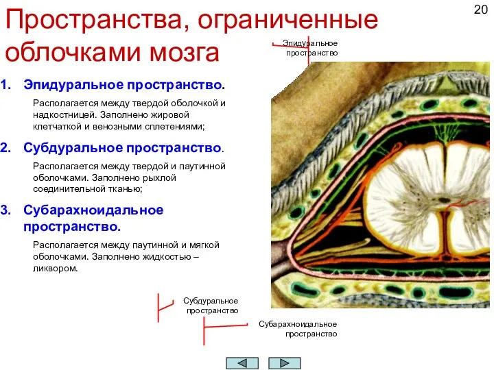 Пространства, ограниченные облочками мозга Эпидуральное пространство. Располагается между твердой оболочкой и надкостницей.