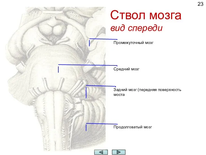 Ствол мозга вид спереди Промежуточный мозг Средний мозг Задний мозг (передняя поверхность моста Продолговатый мозг