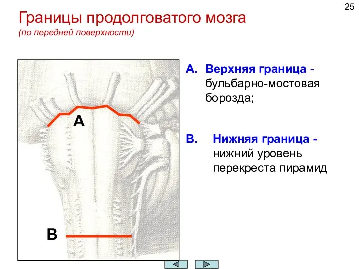 Границы продолговатого мозга (по передней поверхности) Верхняя граница - бульбарно-мостовая борозда; А