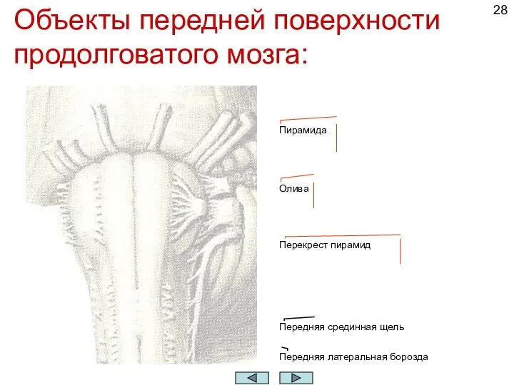 Объекты передней поверхности продолговатого мозга: Передняя срединная щель Передняя латеральная борозда Пирамида Олива Перекрест пирамид