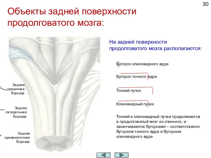 Объекты задней поверхности продолговатого мозга: Тонкий пучок Клиновидный пучок Бугорок тонкого ядра
