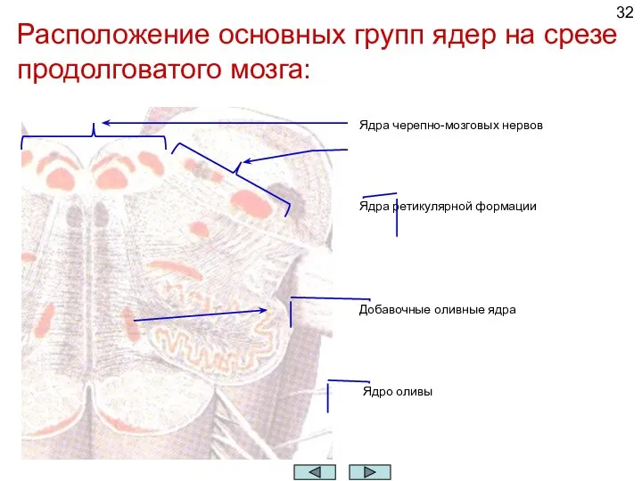 Расположение основных групп ядер на срезе продолговатого мозга: Ядро оливы Добавочные оливные