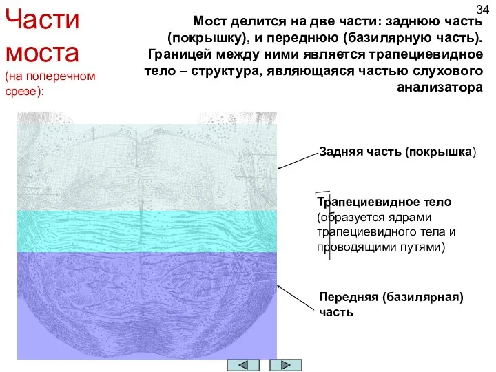 Части моста (на поперечном срезе): Задняя часть (покрышка) Передняя (базилярная) часть Трапециевидное