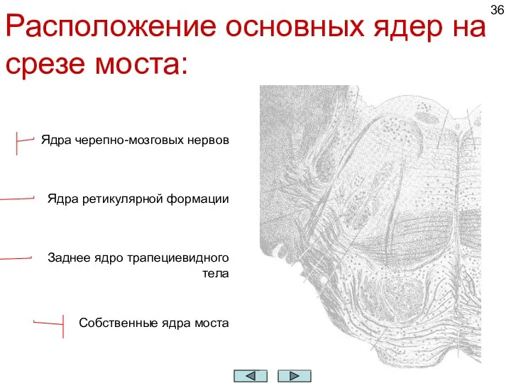 Расположение основных ядер на срезе моста: Собственные ядра моста Заднее ядро трапециевидного