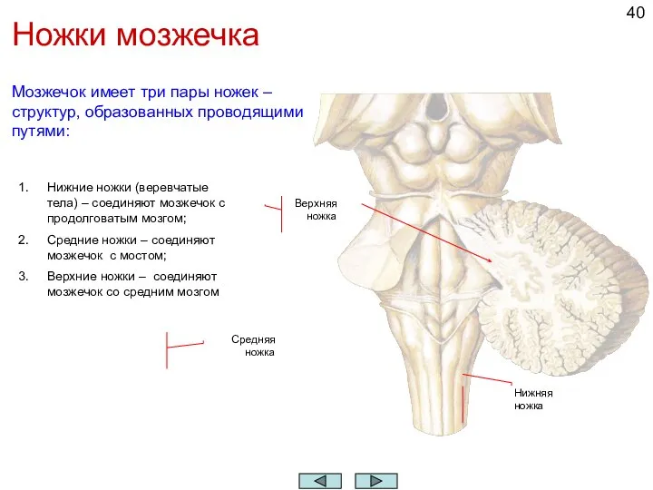 Ножки мозжечка Нижние ножки (веревчатые тела) – соединяют мозжечок с продолговатым мозгом;