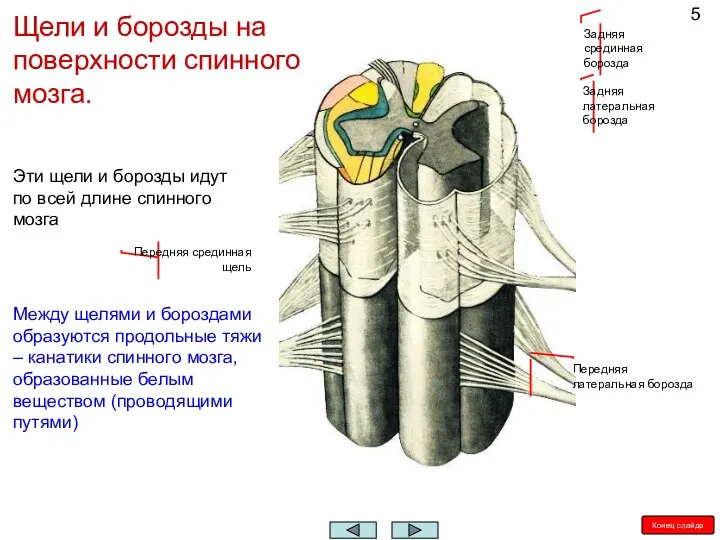 Передняя срединная щель Передняя латеральная борозда Задняя латеральная борозда Задняя срединная борозда