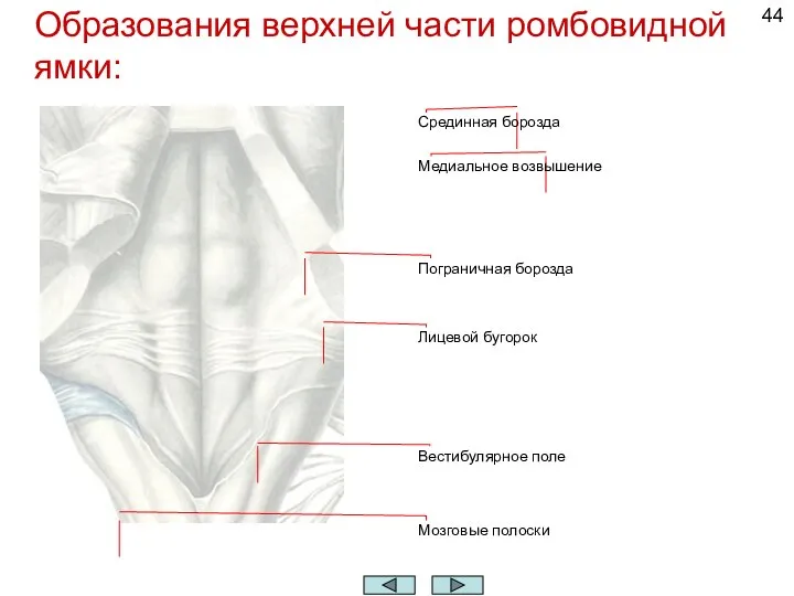 Образования верхней части ромбовидной ямки: Срединная борозда Медиальное возвышение Пограничная борозда Лицевой