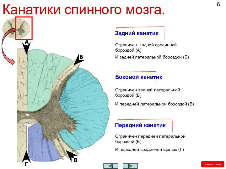 Канатики спинного мозга. Задний канатик Боковой канатик Передний канатик Ограничен задней срединной