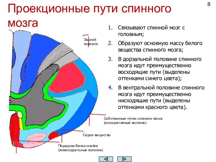 Проекционные пути спинного мозга Связывают спинной мозг с головным; Образуют основную массу