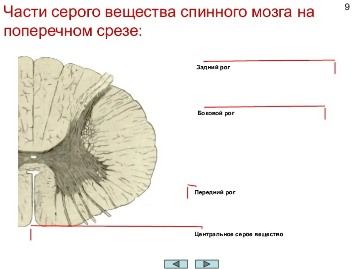 Части серого вещества спинного мозга на поперечном срезе: Задний рог Боковой рог