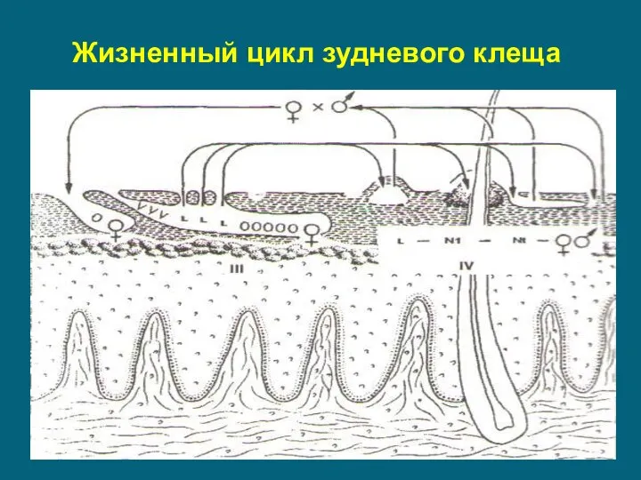 Жизненный цикл зудневого клеща