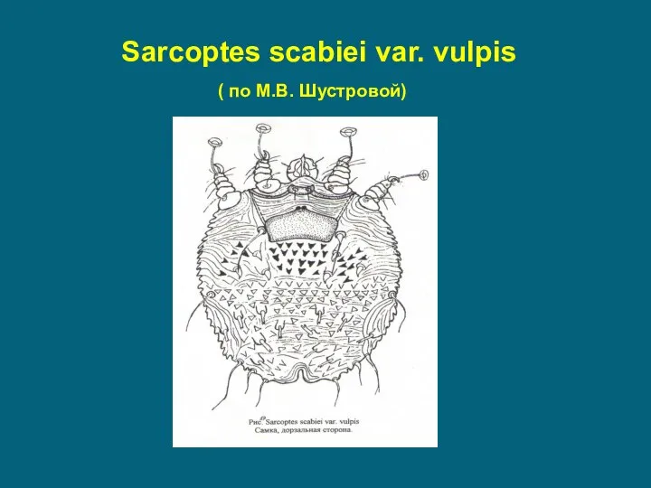 Sarcoptes scabiei var. vulpis ( по М.В. Шустровой)