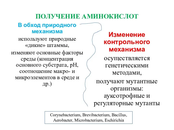 ПОЛУЧЕНИЕ АМИНОКИСЛОТ В обход природного механизма используют природные «дикие» штаммы, изменяют основные