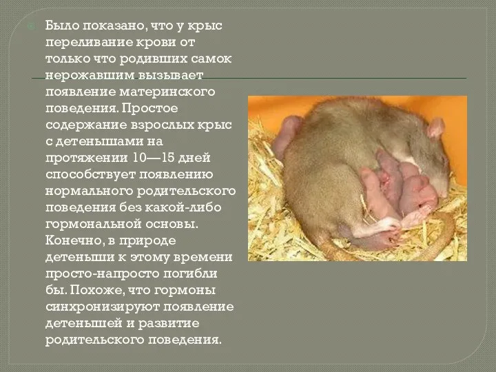 Было показано, что у крыс переливание крови от только что родивших самок