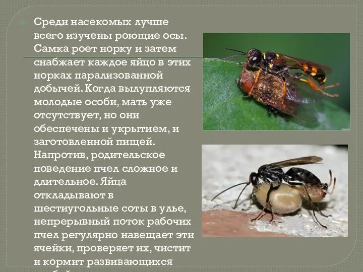 Среди насекомых лучше всего изучены роющие осы. Самка роет норку и затем