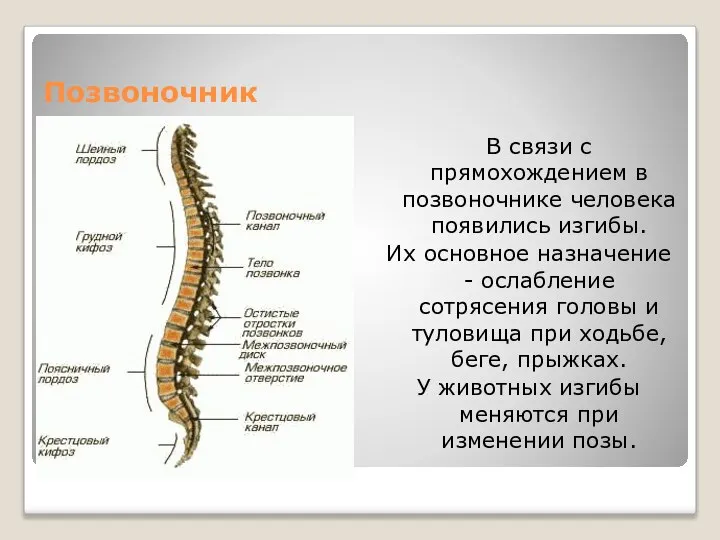 Позвоночник В связи с прямохождением в позвоночнике человека появились изгибы. Их основное