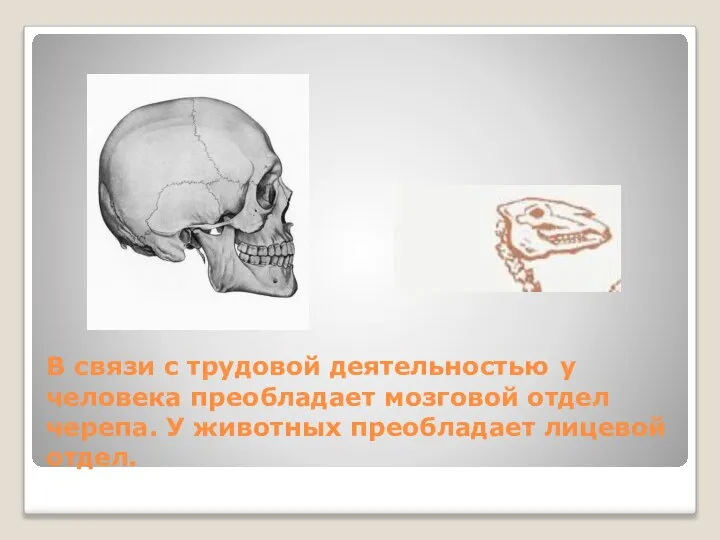 В связи с трудовой деятельностью у человека преобладает мозговой отдел черепа. У животных преобладает лицевой отдел.