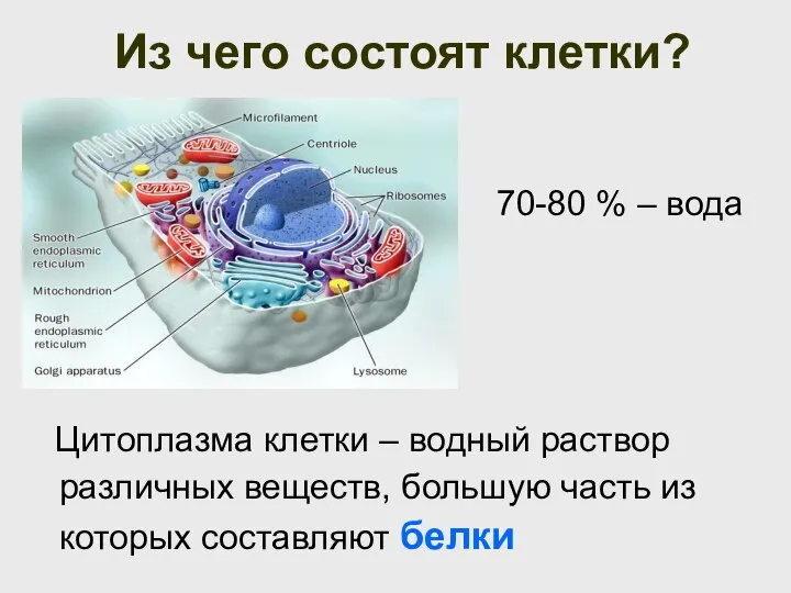 Из чего состоят клетки? 70-80 % – вода Цитоплазма клетки – водный