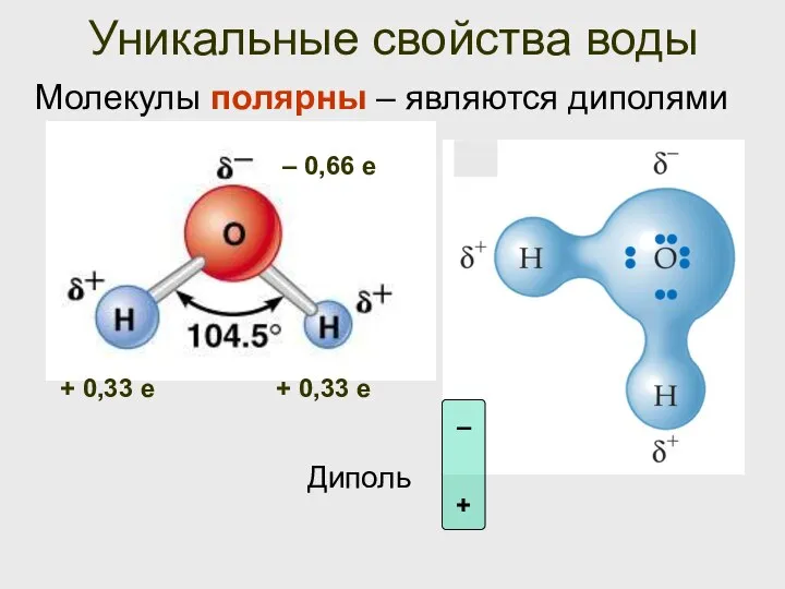 Уникальные свойства воды Молекулы полярны – являются диполями