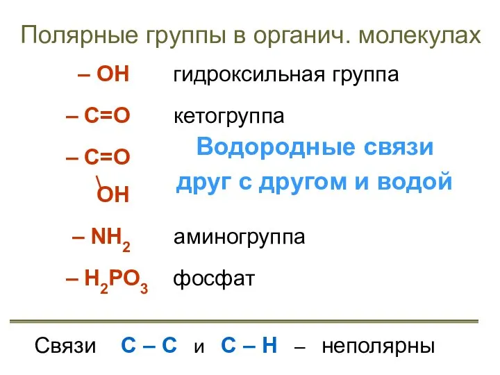 Полярные группы в органич. молекулах – ОН гидроксильная группа – С=О кетогруппа