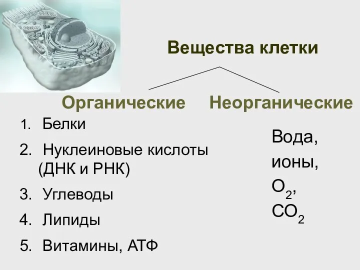 Вещества клетки Органические Неорганические Белки Нуклеиновые кислоты (ДНК и РНК) Углеводы Липиды